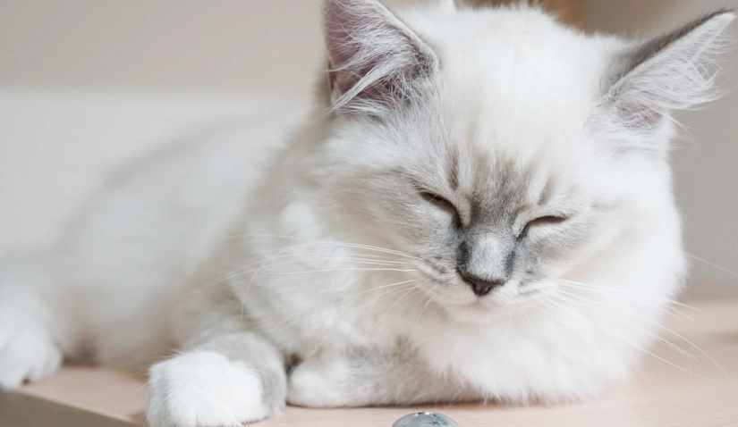 布偶貓手套色：優雅白手套的挑選與飼養全攻略