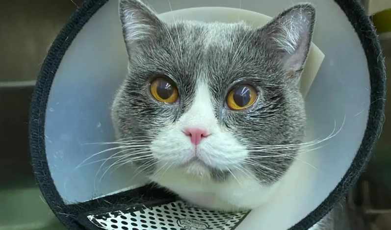 貓角膜潰瘍眼藥水完整指南：獸醫教你如何選擇、使用與居家護理